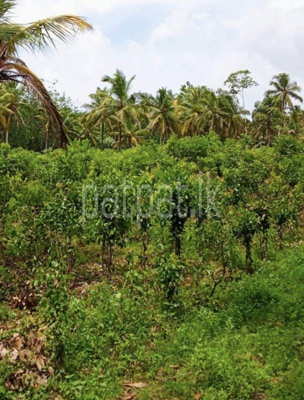 Residential Land for Sale in Weligama