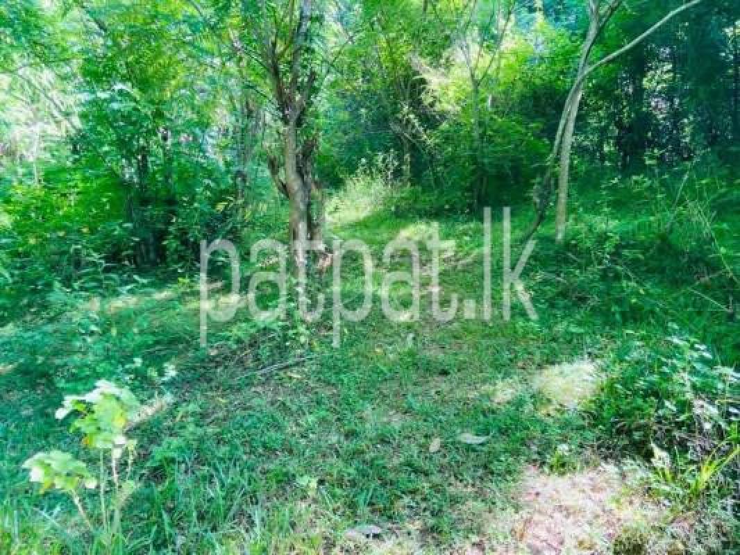 Commercial Land for Sale in Digana