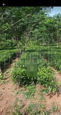 Agricultural Land for Sale in Erepola