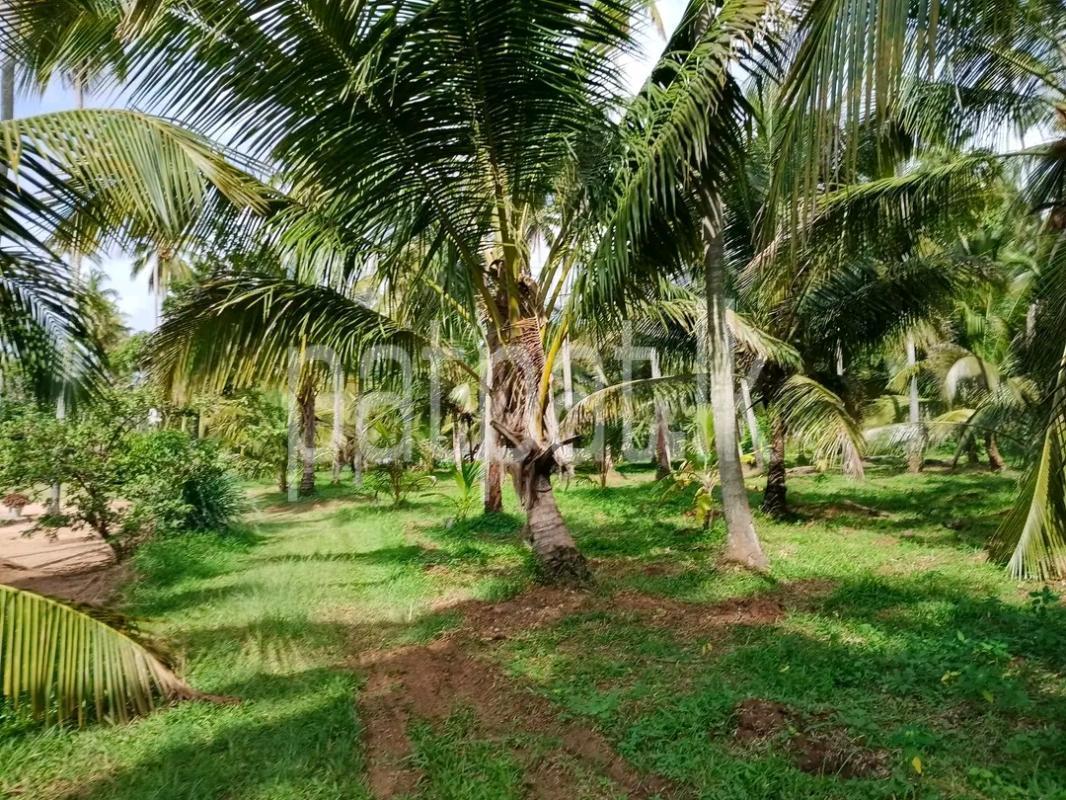Agricultural Land for Sale in Minuwangoda