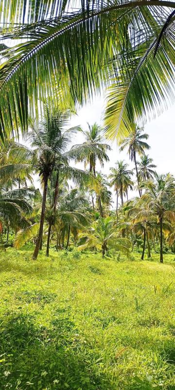 Agricultural Land for Sale in Ibbagamuwa