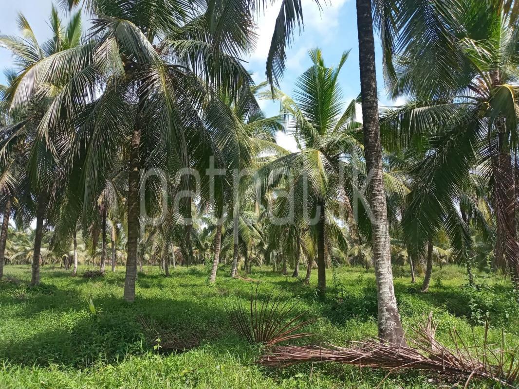 Agricultural Land for Sale in Puttalam