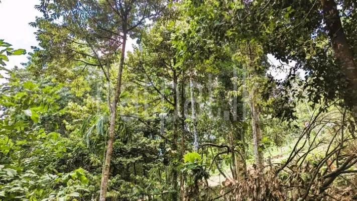 premium-listing-image