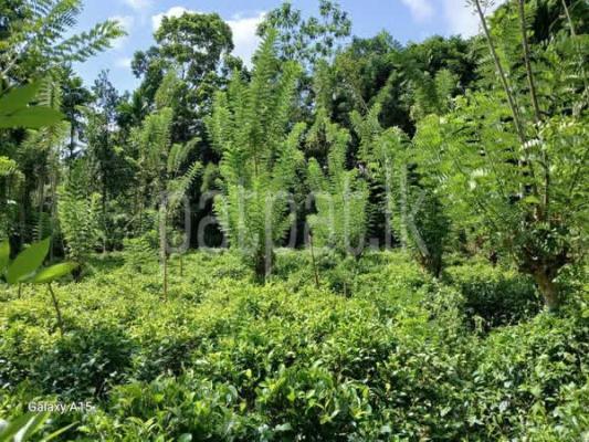 Agricultural Land for Sale in Maharagama