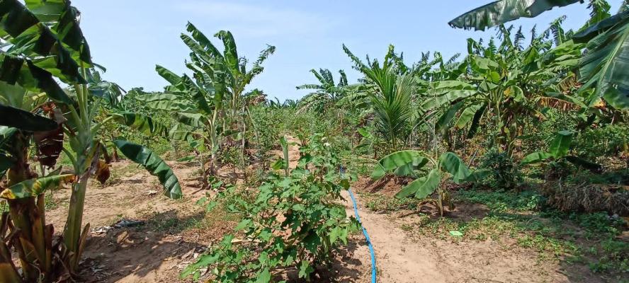 Commercial Land for Sale in Puttalam
