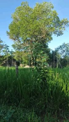 Commercial Land for Sale in Wariyapola