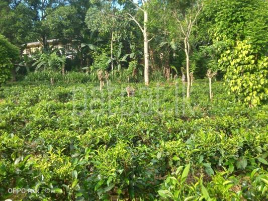 Agricultural Land for Sale in Nawalapitiya