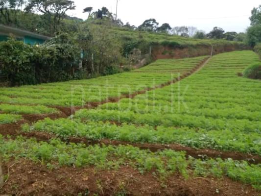 Commercial Land for Sale in Nuwara Eliya