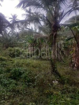 Agricultural Land for Sale in Weerapokuna