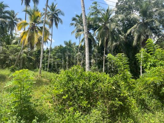 Agricultural Land for Sale in Dompe