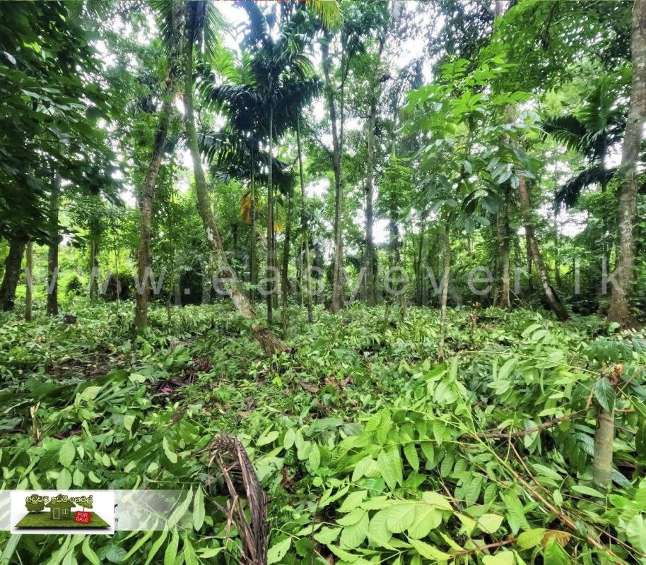 Agricultural Land for Sale in Dambulla