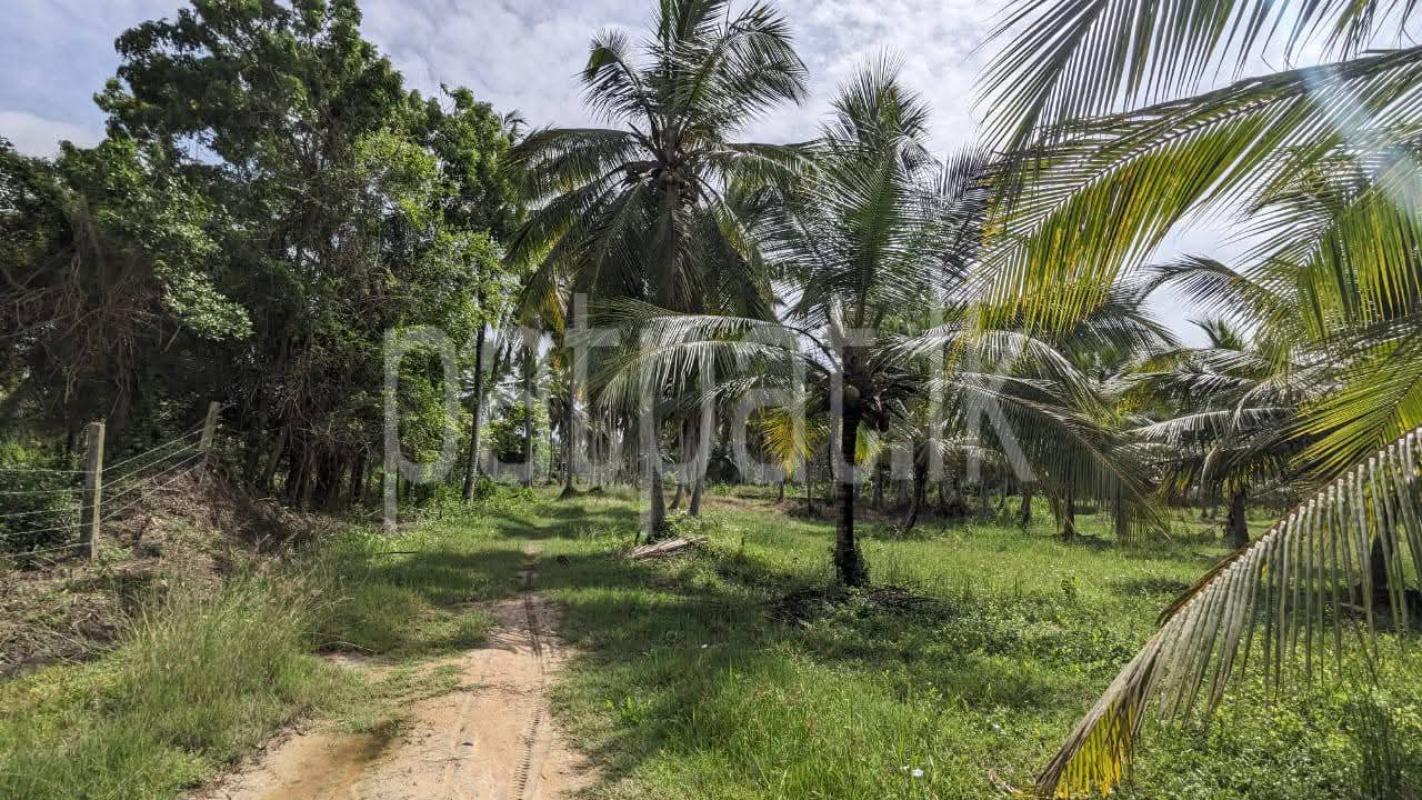 Agricultural Land for Sale in Nikaweratiya