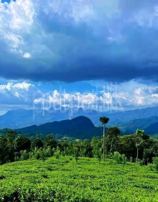 premium-listing-image