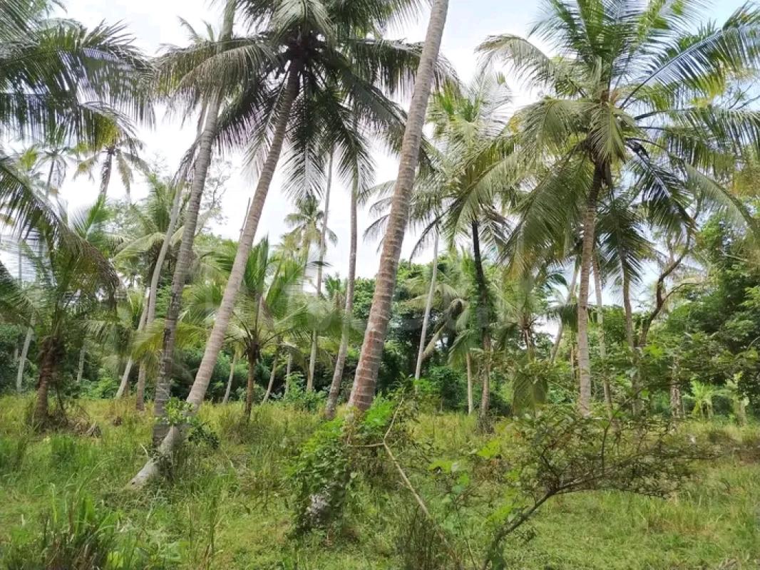 Agricultural Land for Sale in Narammala