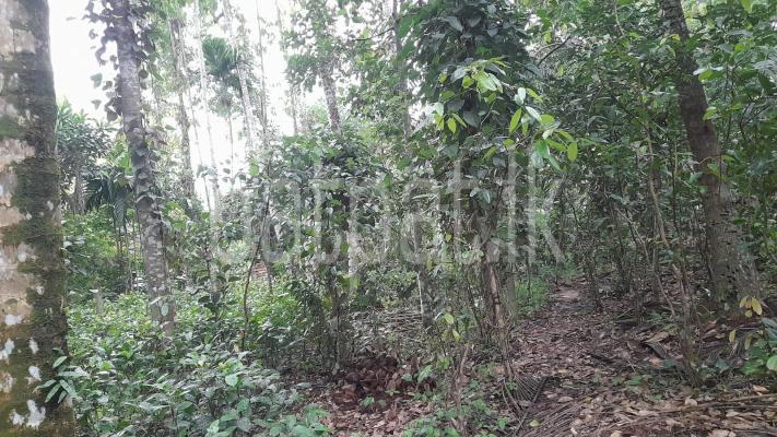 premium-listing-image