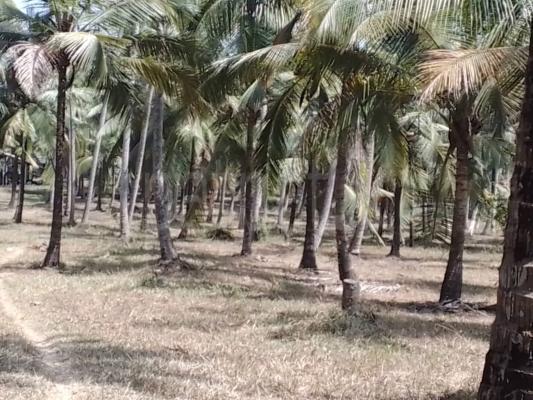 Agricultural Land for Sale in Pannala