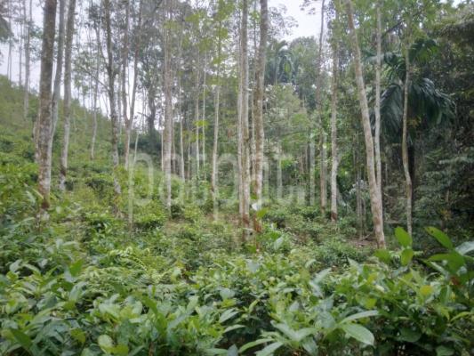 premium-listing-image