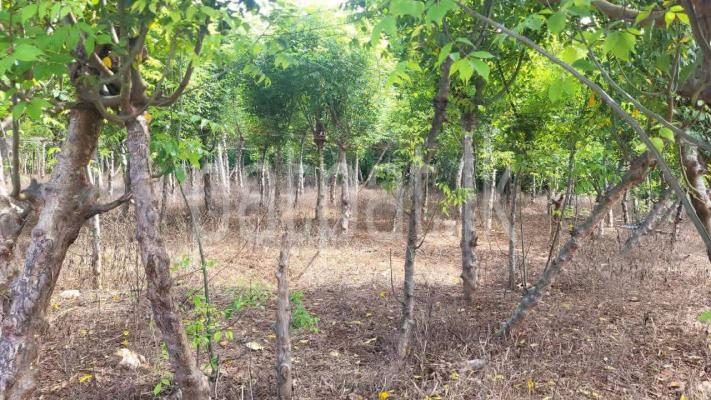  Land for Sale in Kondavil