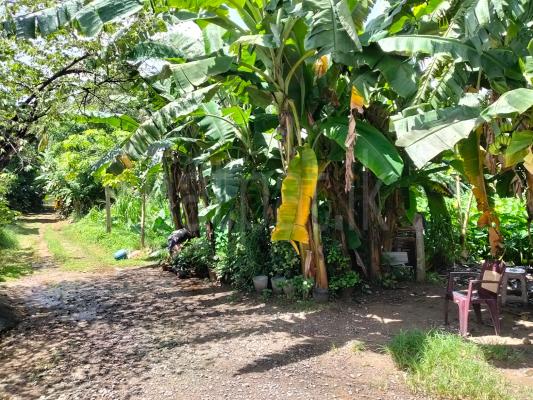 Commercial Land for Sale in Talawatugoda