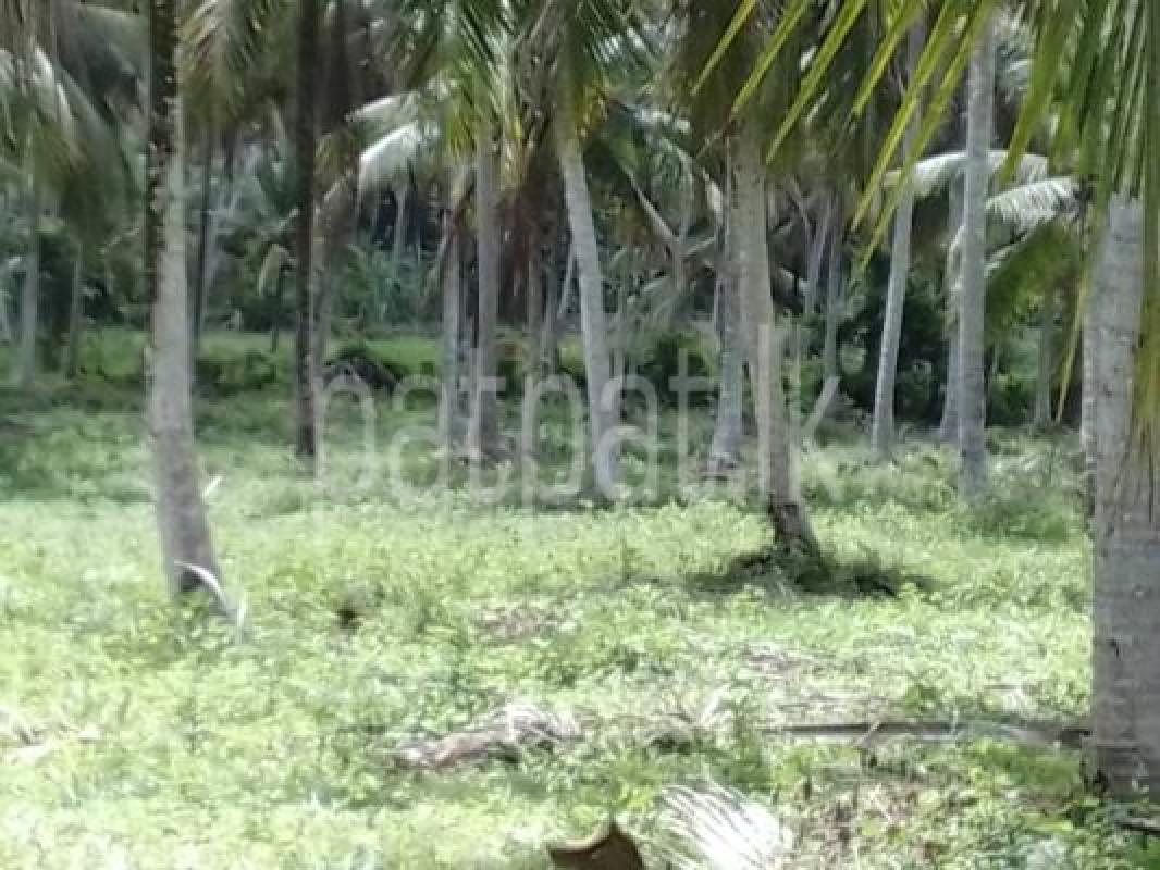 Agricultural Land for Sale in Makandura Sabara