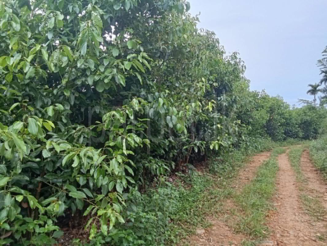 Agricultural Land for Sale in Deniyaya