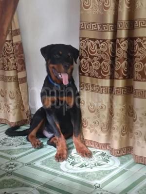 Rottweiler Puppy
