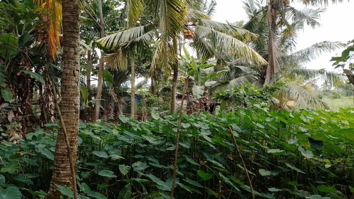 Commercial Land for Sale in Bandaragama