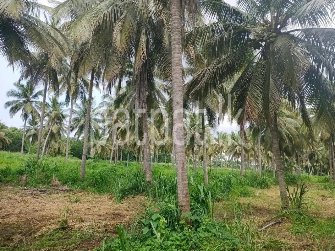 Agricultural Land for Sale in Mawathagama