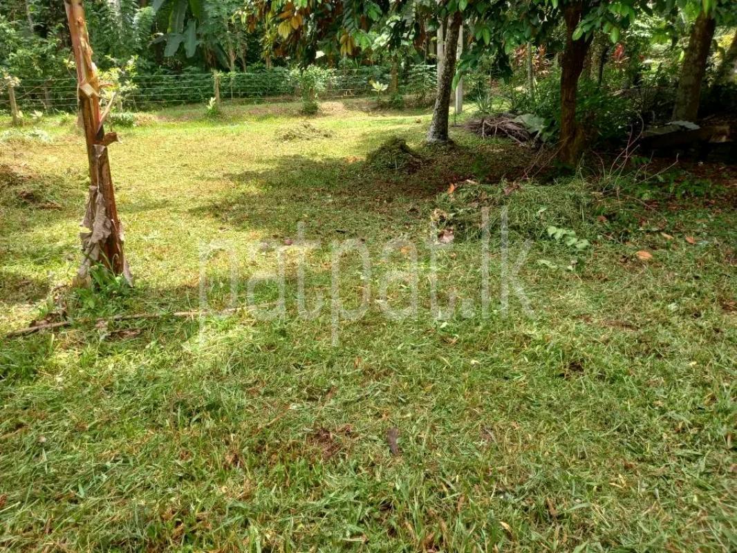 Agricultural Land for Sale in Adampan