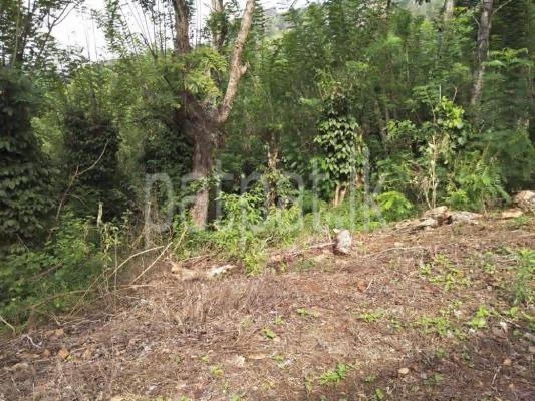 Agricultural Land for Sale in Rikillagaskada