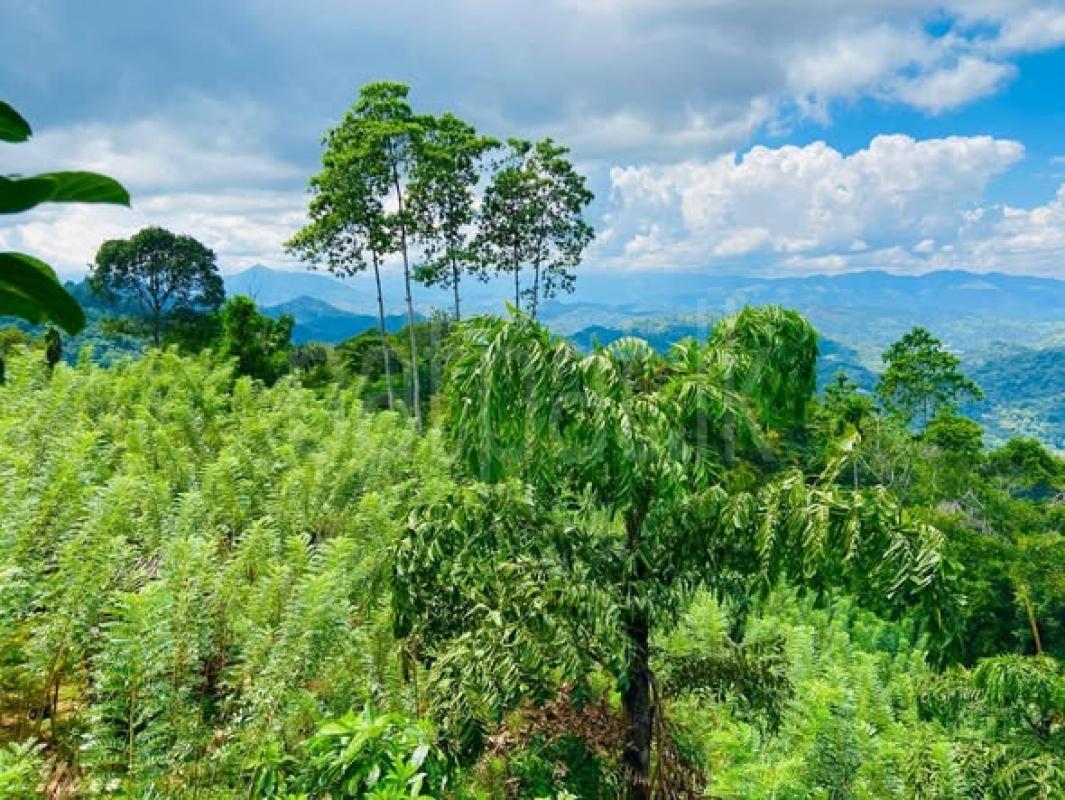 Agricultural Land for Sale in Kandy