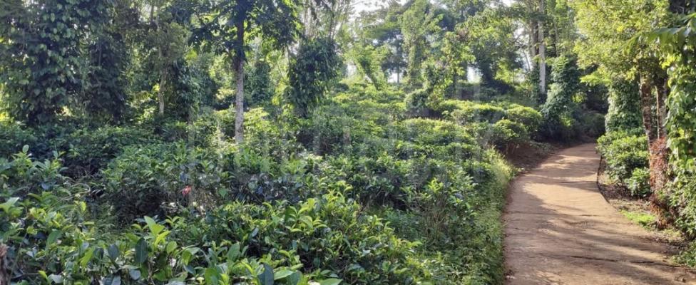 Agricultural Land for Sale in Kandy