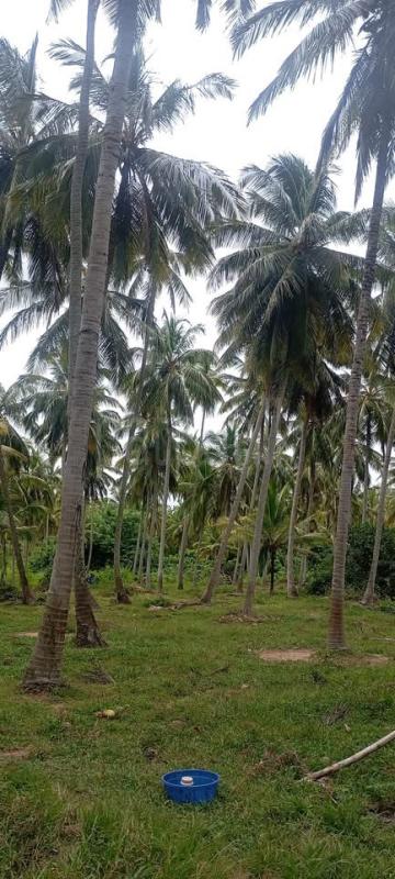 Commercial Land for Sale in Wariyapola