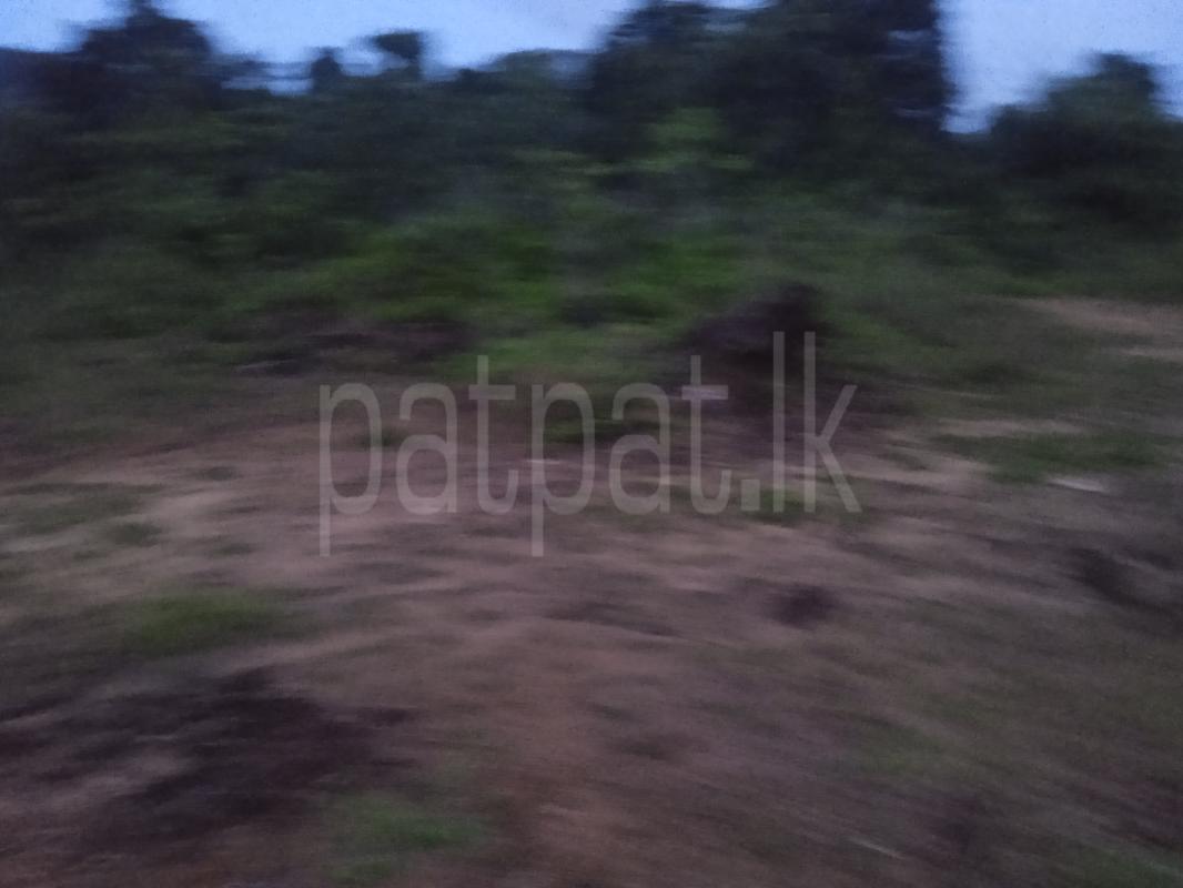 Agricultural Land for Sale in Dodangoda