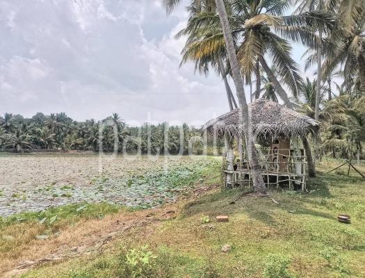 Agricultural Land for Sale in Weeraketiya