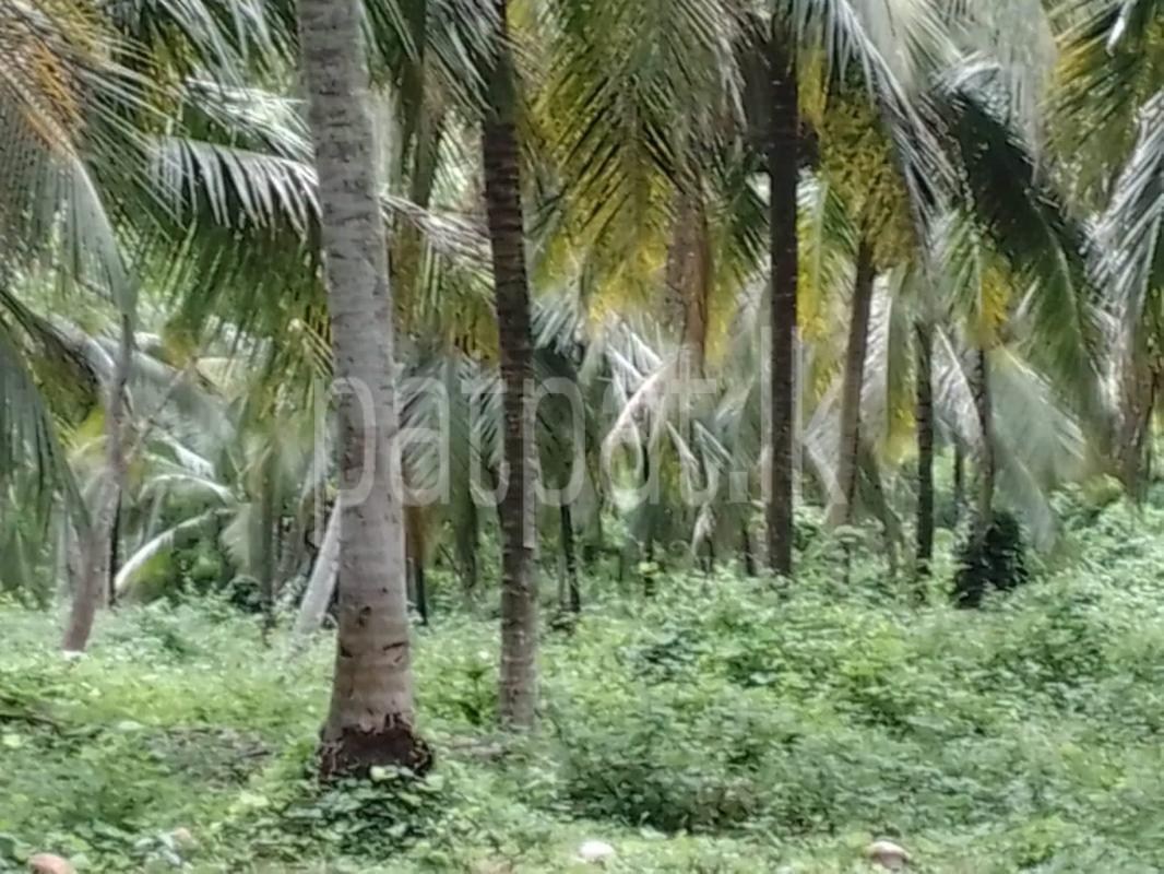 Agricultural Land for Sale in Mirigama