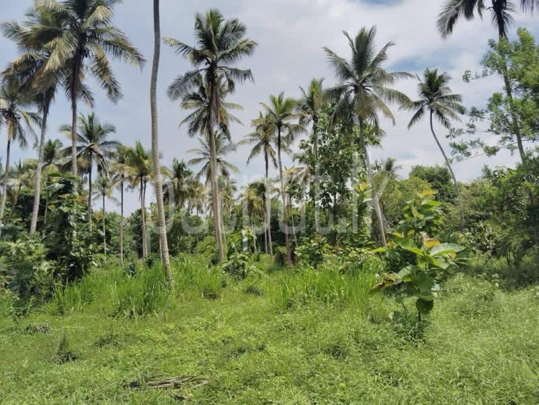 Residential Land for Sale in Narammala