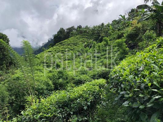 premium-listing-image