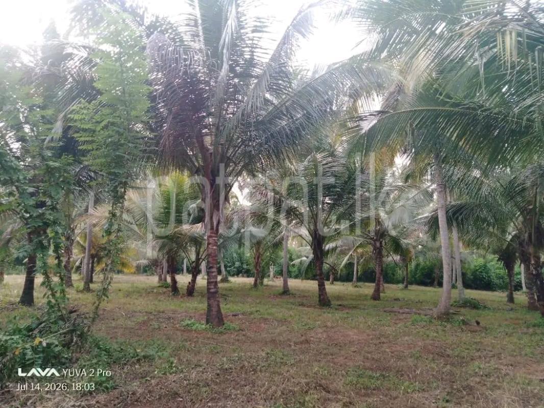 Agricultural Land for Sale in Minuwangoda
