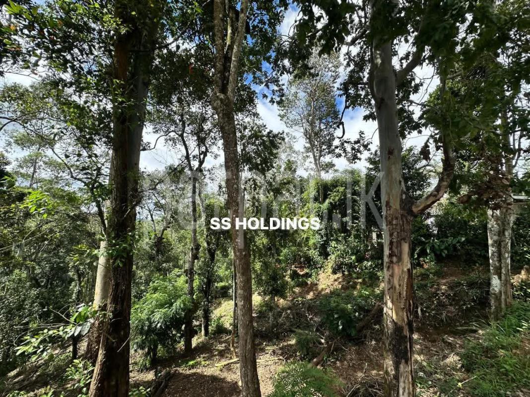 Commercial Land for Sale in Nuwara Eliya