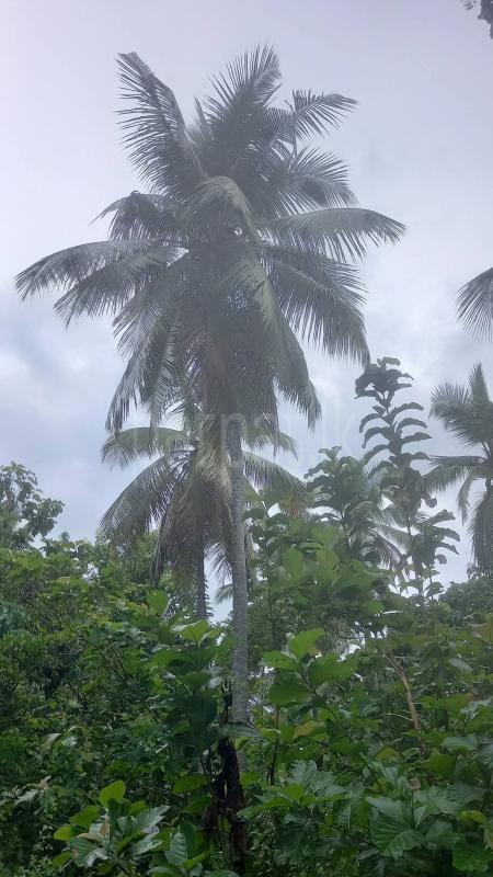 Agricultural Land for Sale in Walasmulla