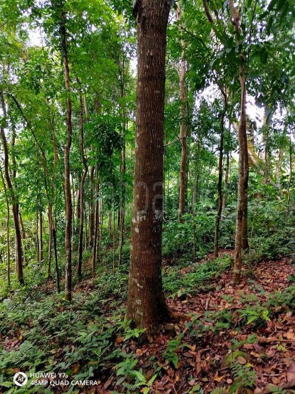 Agricultural Land for Sale in Kitulgala