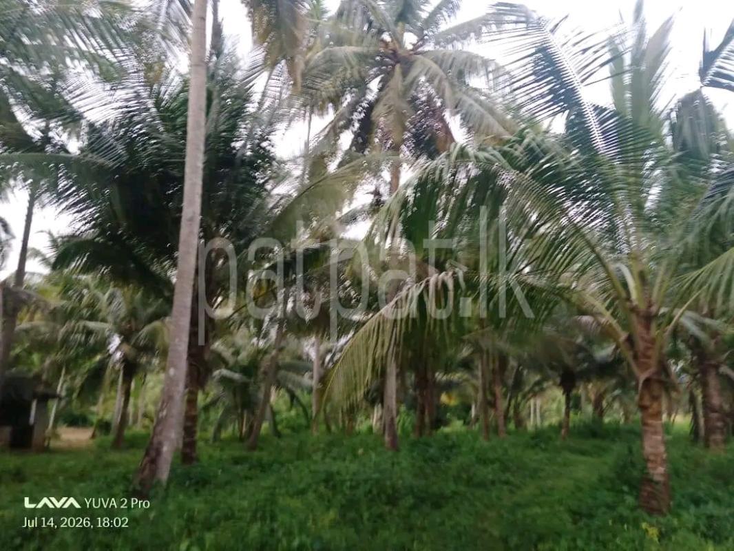 Agricultural Land for Sale in Wattala