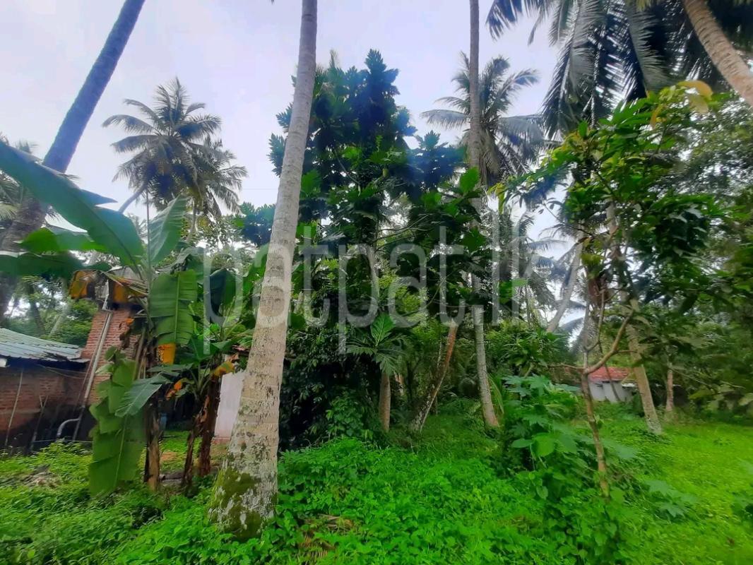 Agricultural Land for Sale in Kalawana