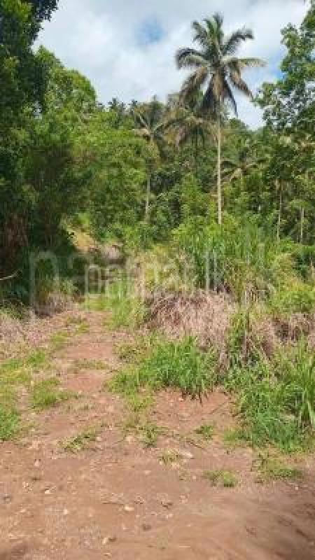 Agricultural Land for Sale in Gelioya