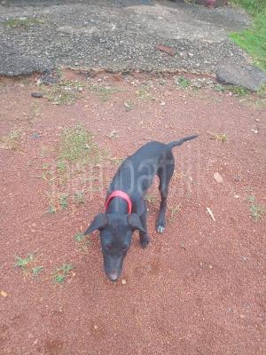 A black female puppy given free