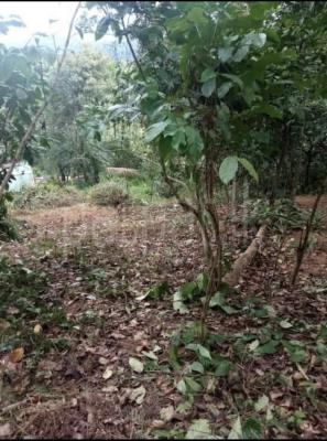 Agricultural Land for Sale in Kundasale