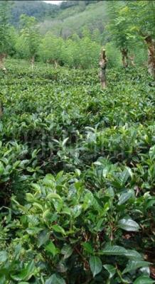 premium-listing-image