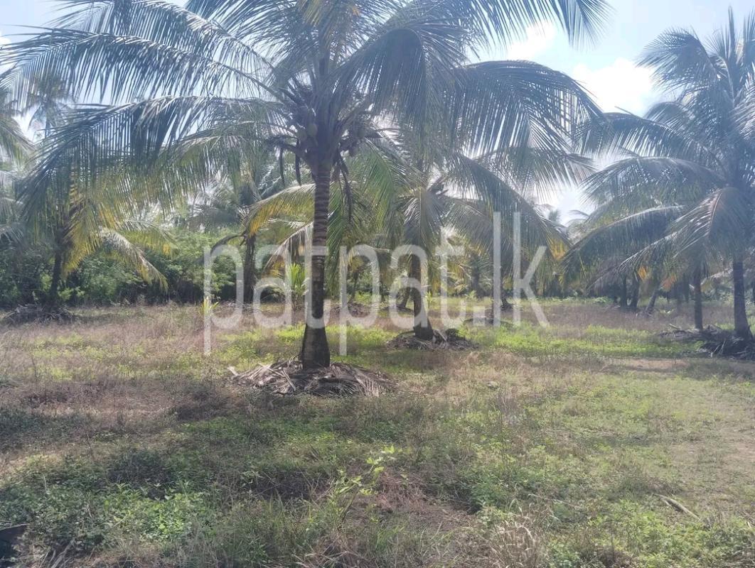 Agricultural Land for Sale in Maho