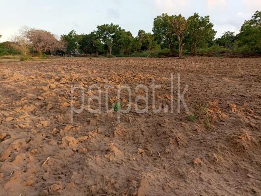 Agricultural Land for Sale in Puttalam
